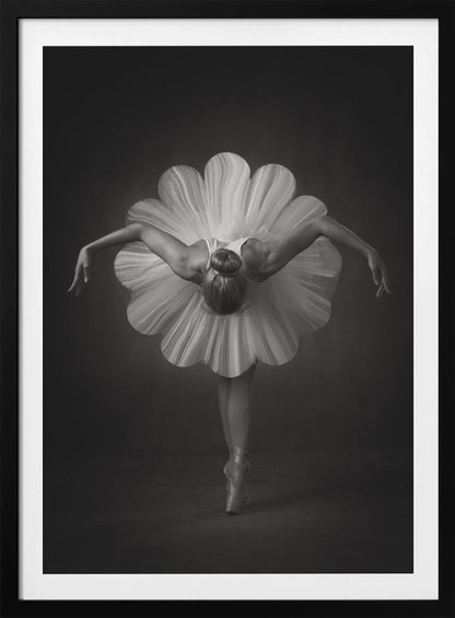 A black and white artistic photograph of a ballerina seen from behind. She is bent forward at the waist, standing en pointe, with her arms extended gracefully to her sides. Her voluminous white tutu is uniquely shaped like the petals of a large flower, creating a striking silhouette against a dark, minimalist background. Print