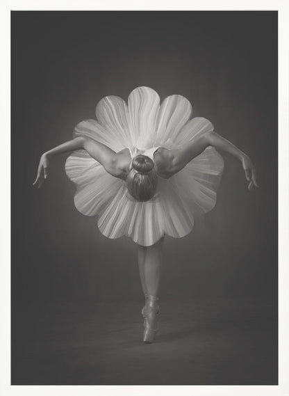 A black and white artistic photograph of a ballerina seen from behind. She is bent forward at the waist, standing en pointe, with her arms extended gracefully to her sides. Her voluminous white tutu is uniquely shaped like the petals of a large flower, creating a striking silhouette against a dark, minimalist background. Print