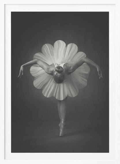 A black and white artistic photograph of a ballerina seen from behind. She is bent forward at the waist, standing en pointe, with her arms extended gracefully to her sides. Her voluminous white tutu is uniquely shaped like the petals of a large flower, creating a striking silhouette against a dark, minimalist background. Print