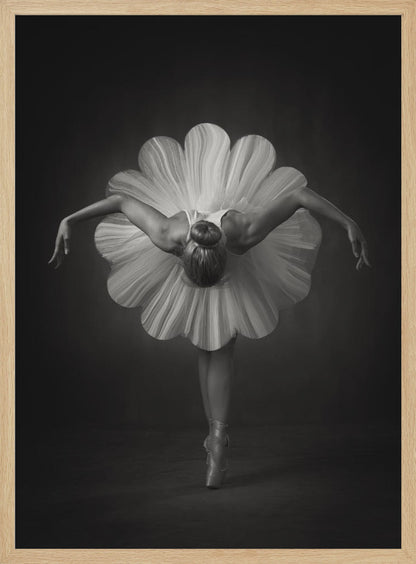 A black and white artistic photograph of a ballerina seen from behind. She is bent forward at the waist, standing en pointe, with her arms extended gracefully to her sides. Her voluminous white tutu is uniquely shaped like the petals of a large flower, creating a striking silhouette against a dark, minimalist background. Print