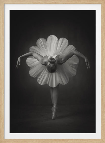 A black and white artistic photograph of a ballerina seen from behind. She is bent forward at the waist, standing en pointe, with her arms extended gracefully to her sides. Her voluminous white tutu is uniquely shaped like the petals of a large flower, creating a striking silhouette against a dark, minimalist background. Print