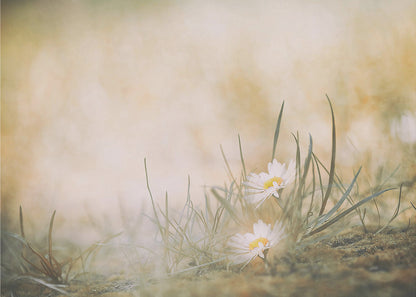 A soft-focus, dreamy photograph of two small white daisies with yellow centers nestled among blades of green grass. The background is a blurry wash of warm beige and golden light, creating a serene and gentle atmosphere. The artwork is enclosed in a silver frame. Decor