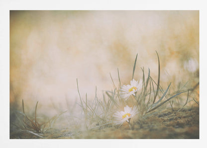 A soft-focus, dreamy photograph of two small white daisies with yellow centers nestled among blades of green grass. The background is a blurry wash of warm beige and golden light, creating a serene and gentle atmosphere. The artwork is enclosed in a silver frame. Decor