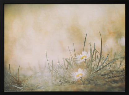 A soft-focus, dreamy photograph of two small white daisies with yellow centers nestled among blades of green grass. The background is a blurry wash of warm beige and golden light, creating a serene and gentle atmosphere. The artwork is enclosed in a silver frame. Decor