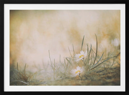 A soft-focus, dreamy photograph of two small white daisies with yellow centers nestled among blades of green grass. The background is a blurry wash of warm beige and golden light, creating a serene and gentle atmosphere. The artwork is enclosed in a silver frame. Decor