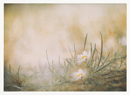 A soft-focus, dreamy photograph of two small white daisies with yellow centers nestled among blades of green grass. The background is a blurry wash of warm beige and golden light, creating a serene and gentle atmosphere. The artwork is enclosed in a silver frame. Decor