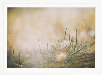 A soft-focus, dreamy photograph of two small white daisies with yellow centers nestled among blades of green grass. The background is a blurry wash of warm beige and golden light, creating a serene and gentle atmosphere. The artwork is enclosed in a silver frame. Decor