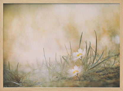 A soft-focus, dreamy photograph of two small white daisies with yellow centers nestled among blades of green grass. The background is a blurry wash of warm beige and golden light, creating a serene and gentle atmosphere. The artwork is enclosed in a silver frame. Decor