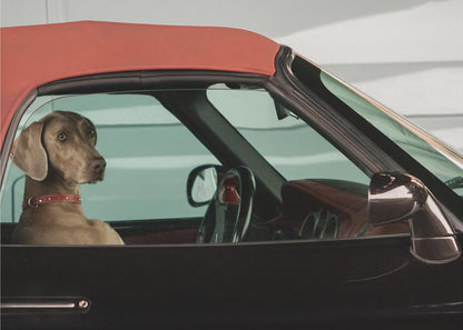 A Weimaraner dog sits in the driver's seat of a black convertible car with a red soft top. The dog is looking out the side window with a calm expression. Artwork