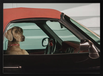 A Weimaraner dog sits in the driver's seat of a black convertible car with a red soft top. The dog is looking out the side window with a calm expression. Artwork