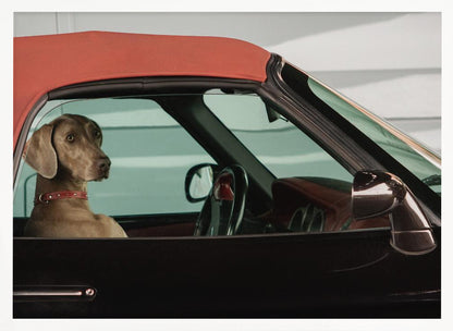 A Weimaraner dog sits in the driver's seat of a black convertible car with a red soft top. The dog is looking out the side window with a calm expression. Artwork