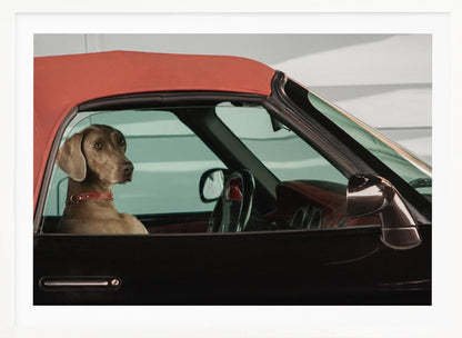 A Weimaraner dog sits in the driver's seat of a black convertible car with a red soft top. The dog is looking out the side window with a calm expression. Artwork