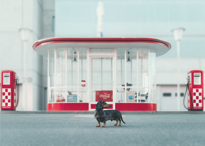 A small black and tan dachshund standing proudly on the pavement in front of a retro-style glass-walled gas station with bright red trim and two vintage red and white checkered gas pumps. Wall Art