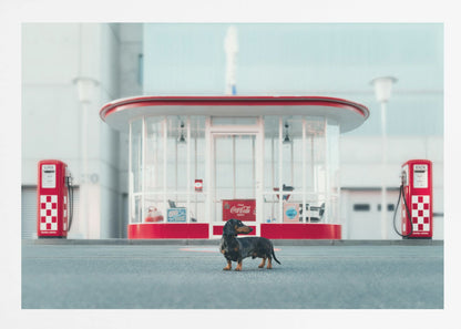 A small black and tan dachshund standing proudly on the pavement in front of a retro-style glass-walled gas station with bright red trim and two vintage red and white checkered gas pumps. Wall Art