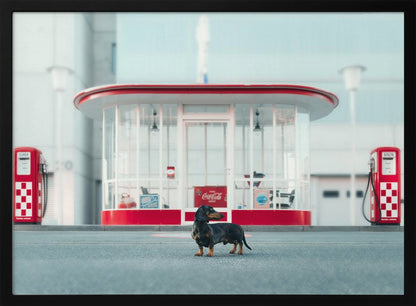 A small black and tan dachshund standing proudly on the pavement in front of a retro-style glass-walled gas station with bright red trim and two vintage red and white checkered gas pumps. Wall Art