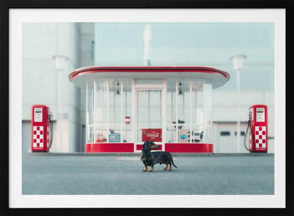 A small black and tan dachshund standing proudly on the pavement in front of a retro-style glass-walled gas station with bright red trim and two vintage red and white checkered gas pumps. Wall Art