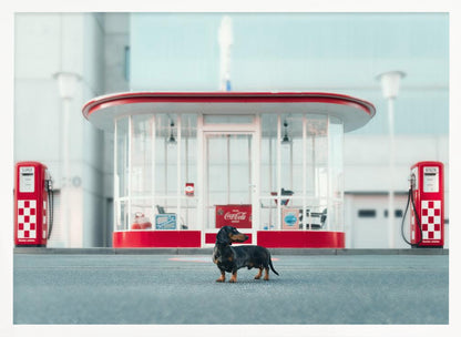 A small black and tan dachshund standing proudly on the pavement in front of a retro-style glass-walled gas station with bright red trim and two vintage red and white checkered gas pumps. Wall Art