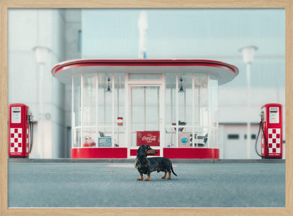 A small black and tan dachshund standing proudly on the pavement in front of a retro-style glass-walled gas station with bright red trim and two vintage red and white checkered gas pumps. Wall Art