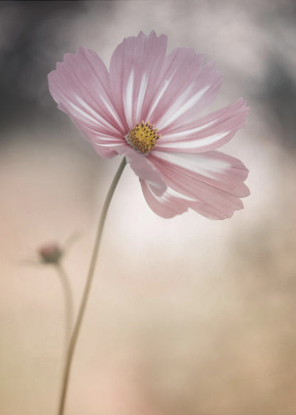 A soft-focus close-up photograph of a delicate pink and white cosmos flower on a long, thin stem. The background is artfully blurred with muted tones of beige, cream, and dark grey, creating a dreamy and serene atmosphere. Another small flower bud is faintly visible in the background. Decor