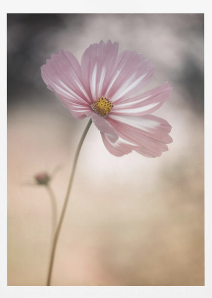 A soft-focus close-up photograph of a delicate pink and white cosmos flower on a long, thin stem. The background is artfully blurred with muted tones of beige, cream, and dark grey, creating a dreamy and serene atmosphere. Another small flower bud is faintly visible in the background. Decor