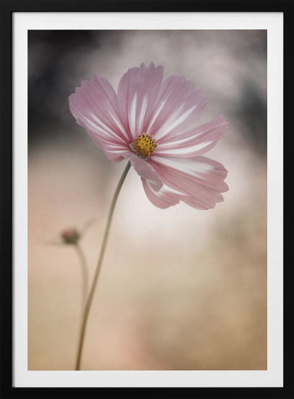 A soft-focus close-up photograph of a delicate pink and white cosmos flower on a long, thin stem. The background is artfully blurred with muted tones of beige, cream, and dark grey, creating a dreamy and serene atmosphere. Another small flower bud is faintly visible in the background. Decor