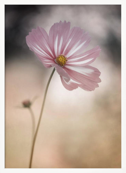 A soft-focus close-up photograph of a delicate pink and white cosmos flower on a long, thin stem. The background is artfully blurred with muted tones of beige, cream, and dark grey, creating a dreamy and serene atmosphere. Another small flower bud is faintly visible in the background. Decor
