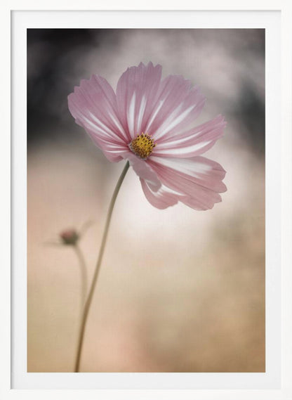 A soft-focus close-up photograph of a delicate pink and white cosmos flower on a long, thin stem. The background is artfully blurred with muted tones of beige, cream, and dark grey, creating a dreamy and serene atmosphere. Another small flower bud is faintly visible in the background. Decor