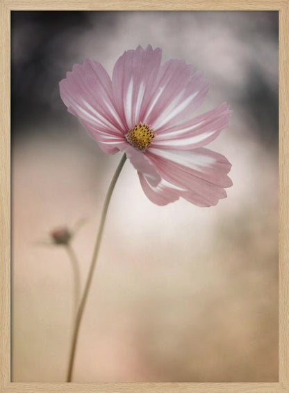 A soft-focus close-up photograph of a delicate pink and white cosmos flower on a long, thin stem. The background is artfully blurred with muted tones of beige, cream, and dark grey, creating a dreamy and serene atmosphere. Another small flower bud is faintly visible in the background. Decor