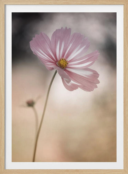 A soft-focus close-up photograph of a delicate pink and white cosmos flower on a long, thin stem. The background is artfully blurred with muted tones of beige, cream, and dark grey, creating a dreamy and serene atmosphere. Another small flower bud is faintly visible in the background. Decor