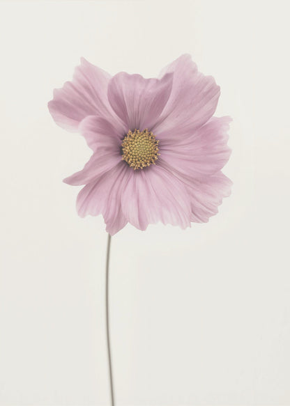 A minimalist framed photograph of a single pink cosmos flower with a yellow center and a long, thin stem, set against a stark, off-white background. Artwork