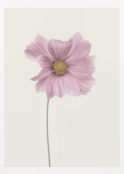 A minimalist framed photograph of a single pink cosmos flower with a yellow center and a long, thin stem, set against a stark, off-white background. Artwork