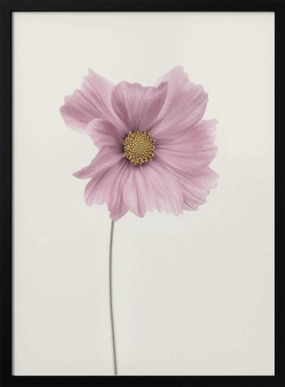 A minimalist framed photograph of a single pink cosmos flower with a yellow center and a long, thin stem, set against a stark, off-white background. Artwork