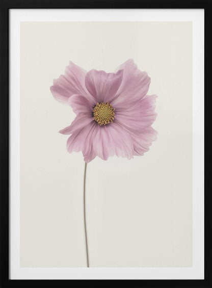 A minimalist framed photograph of a single pink cosmos flower with a yellow center and a long, thin stem, set against a stark, off-white background. Artwork