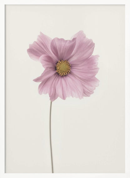 A minimalist framed photograph of a single pink cosmos flower with a yellow center and a long, thin stem, set against a stark, off-white background. Artwork
