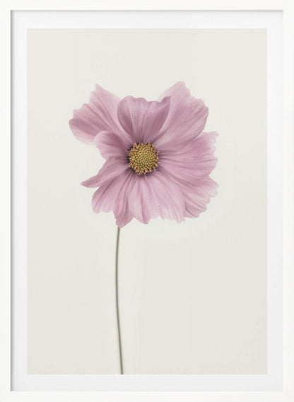 A minimalist framed photograph of a single pink cosmos flower with a yellow center and a long, thin stem, set against a stark, off-white background. Artwork