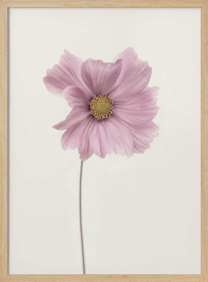 A minimalist framed photograph of a single pink cosmos flower with a yellow center and a long, thin stem, set against a stark, off-white background. Artwork