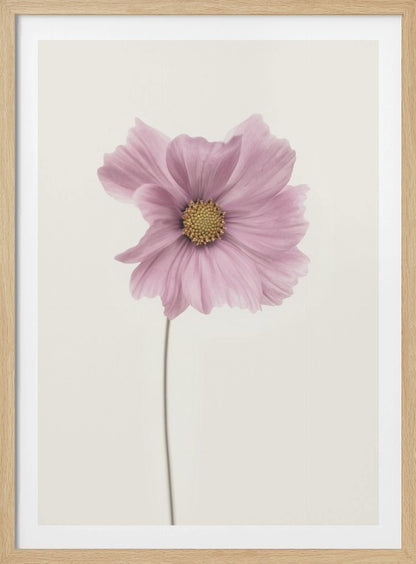 A minimalist framed photograph of a single pink cosmos flower with a yellow center and a long, thin stem, set against a stark, off-white background. Artwork