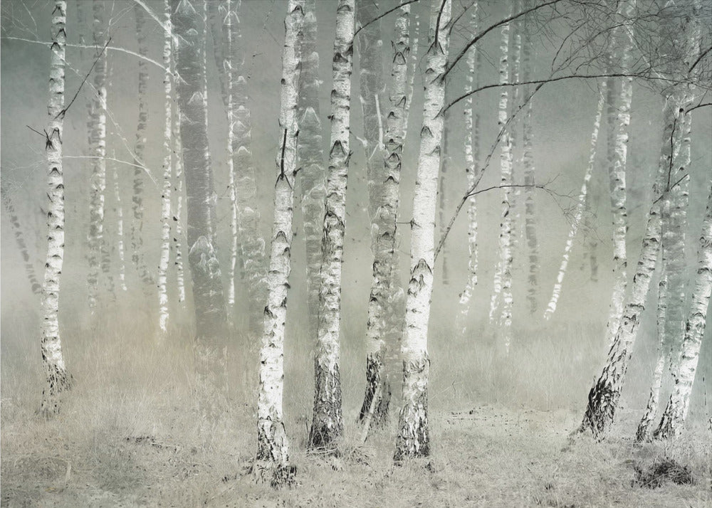 A framed photograph of a dense birch forest shrouded in thick, grey fog. The white and black patterned bark of the numerous birch trees stands out against the muted, ethereal background, creating a serene and moody atmosphere. Poster