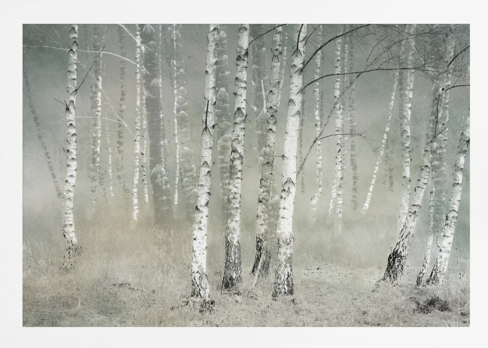 A framed photograph of a dense birch forest shrouded in thick, grey fog. The white and black patterned bark of the numerous birch trees stands out against the muted, ethereal background, creating a serene and moody atmosphere. Poster