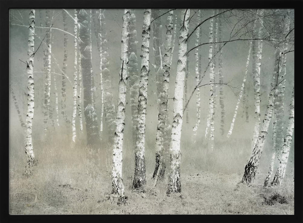 A framed photograph of a dense birch forest shrouded in thick, grey fog. The white and black patterned bark of the numerous birch trees stands out against the muted, ethereal background, creating a serene and moody atmosphere. Poster