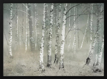 A framed photograph of a dense birch forest shrouded in thick, grey fog. The white and black patterned bark of the numerous birch trees stands out against the muted, ethereal background, creating a serene and moody atmosphere. Poster