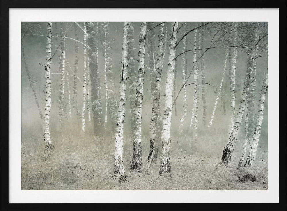 A framed photograph of a dense birch forest shrouded in thick, grey fog. The white and black patterned bark of the numerous birch trees stands out against the muted, ethereal background, creating a serene and moody atmosphere. Poster