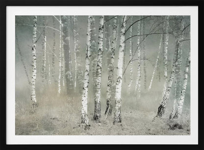 A framed photograph of a dense birch forest shrouded in thick, grey fog. The white and black patterned bark of the numerous birch trees stands out against the muted, ethereal background, creating a serene and moody atmosphere. Poster