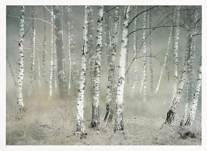 A framed photograph of a dense birch forest shrouded in thick, grey fog. The white and black patterned bark of the numerous birch trees stands out against the muted, ethereal background, creating a serene and moody atmosphere. Poster