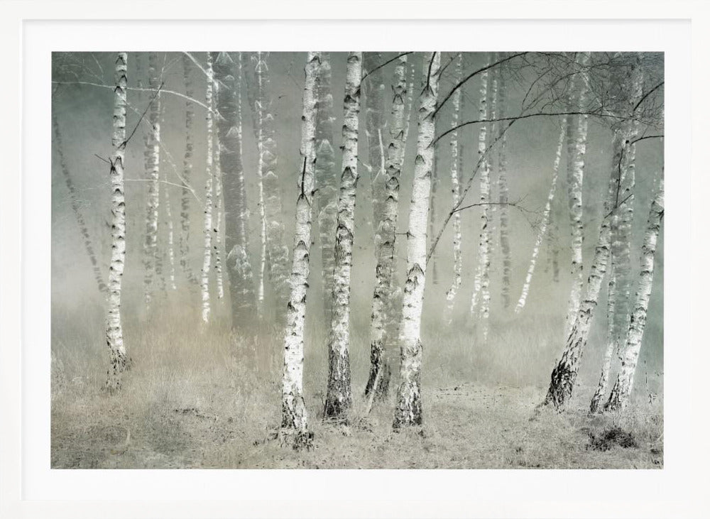 A framed photograph of a dense birch forest shrouded in thick, grey fog. The white and black patterned bark of the numerous birch trees stands out against the muted, ethereal background, creating a serene and moody atmosphere. Poster