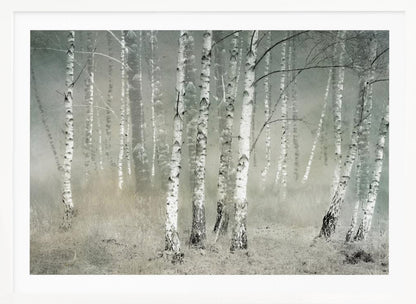 A framed photograph of a dense birch forest shrouded in thick, grey fog. The white and black patterned bark of the numerous birch trees stands out against the muted, ethereal background, creating a serene and moody atmosphere. Poster