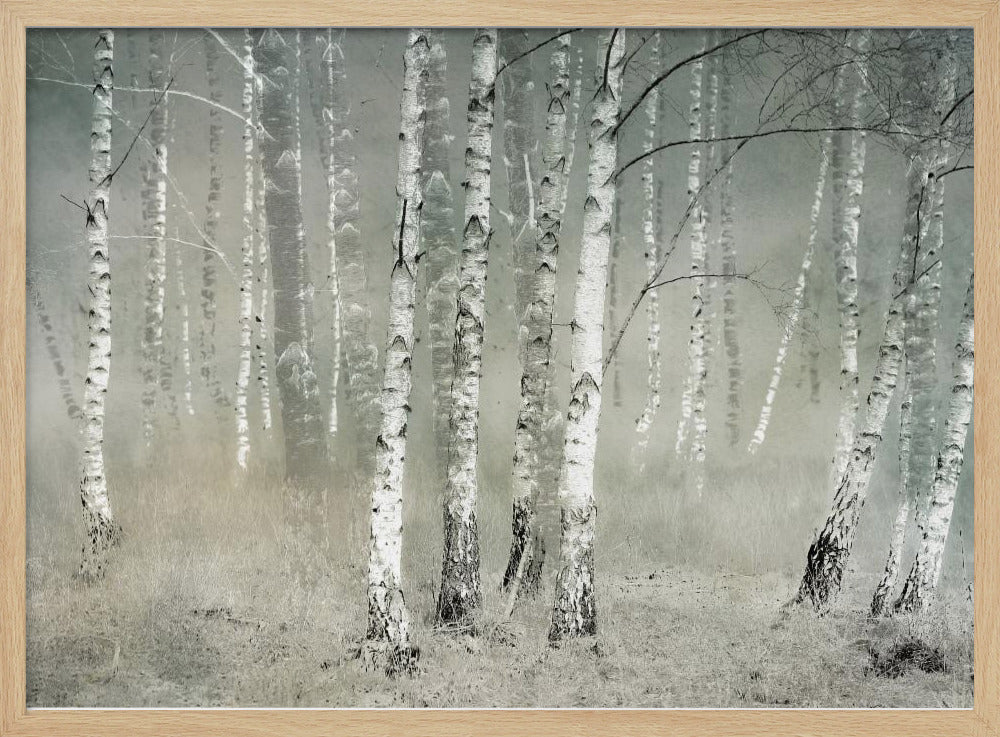 A framed photograph of a dense birch forest shrouded in thick, grey fog. The white and black patterned bark of the numerous birch trees stands out against the muted, ethereal background, creating a serene and moody atmosphere. Poster