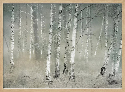 A framed photograph of a dense birch forest shrouded in thick, grey fog. The white and black patterned bark of the numerous birch trees stands out against the muted, ethereal background, creating a serene and moody atmosphere. Poster