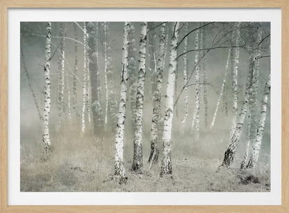 A framed photograph of a dense birch forest shrouded in thick, grey fog. The white and black patterned bark of the numerous birch trees stands out against the muted, ethereal background, creating a serene and moody atmosphere. Poster