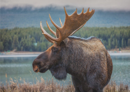 A close-up, side profile photograph of a majestic bull moose with large, impressive antlers, standing by the edge of a calm lake with a misty, pine-covered mountain range in the background, all enclosed in a silver frame. Decor